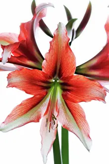 Optimism: Amaryllis