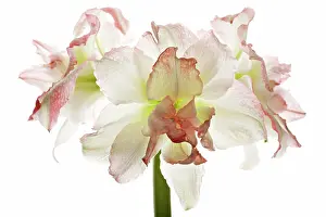 Amaryllis: Amaryllis