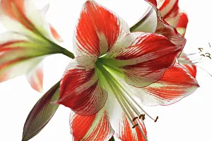 Amaryllis: Amaryllis