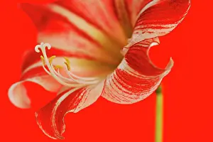 Amaryllis: Amaryllis
