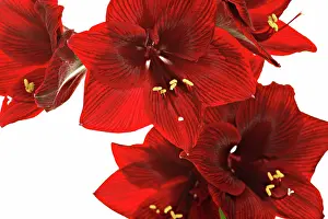 Amaryllis: Amaryllis