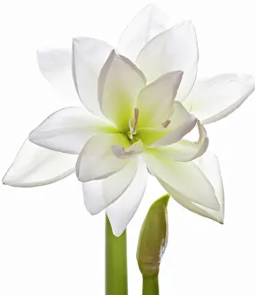 Amaryllis: Amaryllis