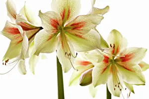 Naked: Amaryllis