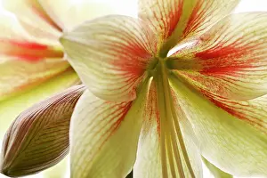 Naked: Amaryllis
