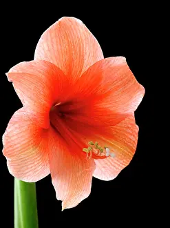 Naked: Amaryllis