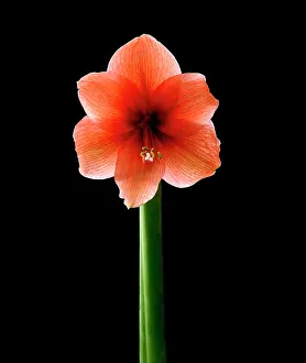 Naked: Amaryllis
