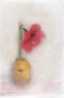 Naked: Amaryllis