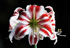 Sydney: Amaryllis
