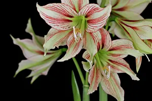 Toned: Amaryllis