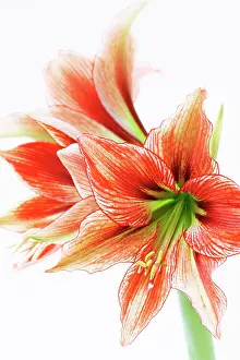 Amaryllis: Amaryllis