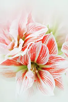Amaryllis: Amaryllis