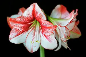 Amaryllis: Amaryllis