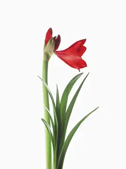 Naked: Amaryllis