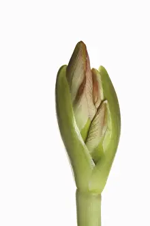 Classic: Amaryllis, Amaryllidaceae Hippeastrum, breaking