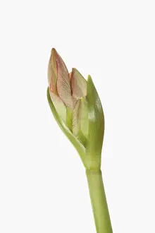 Classic: Amaryllis, Amaryllidaceae Hippeastrum, breaking