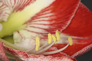 Classic: Amaryllis, Amaryllidaceae Hippeastrum, close up