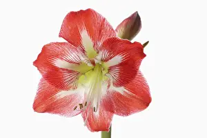 Classic: Amaryllis, Amaryllidaceae Hippeastrum, deep pink