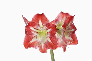 Classic: Amaryllis, Amaryllidaceae Hippeastrum, deep pink