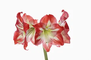 Classic: Amaryllis, Amaryllidaceae Hippeastrum, deep pink