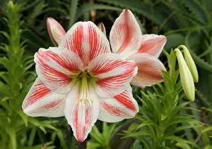 Amaryllis: Amaryllis - flowers
