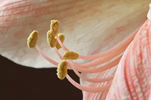 Amaryllis: Amaryllis, Hippeastrum Flamingo, Very close cropped
