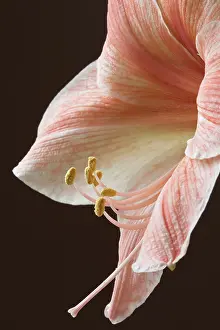 Amaryllis: Amaryllis, Hippeastrum Flamingo, Very close cropped