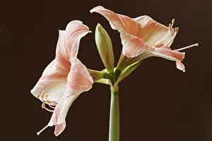 Amaryllis: Amaryllis, Hippeastrum Flamingo, Very close cropped