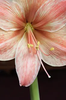 Amaryllis: Amaryllis, Hippeastrum Flamingo, Very close cropped