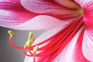 Galaxy: Amaryllis, Hippeastrum Gervase, Close view a single