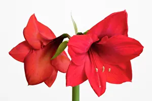 Trumpet: Amaryllis, Hippeastrum Red Lion, Two red flowers