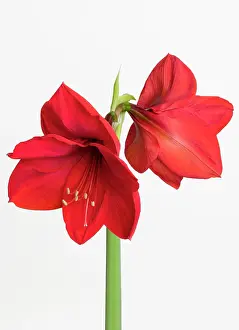 Trumpet: Amaryllis, Hippeastrum Red Lion, Two red flowers
