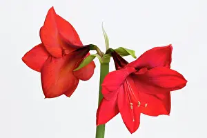 Trumpet: Amaryllis, Hippeastrum Red Lion, Two red flowers