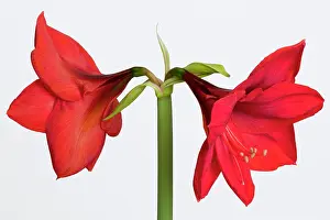 Trumpet: Amaryllis, Hippeastrum Red Lion, Two red flowers