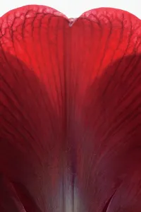 Naked: Amaryllis, Hippeastrum Royal Velvet, Red subject