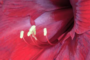 Naked: Amaryllis, Hippeastrum Royal Velvet, Red subject
