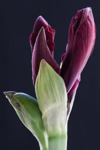 Naked: Amaryllis, Hippeastrum Royal Velvet, Red subject