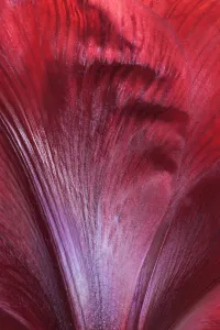 Naked: Amaryllis, Hippeastrum Royal Velvet, Red subject