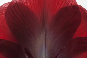 Naked: Amaryllis, Hippeastrum Royal Velvet, Red subject