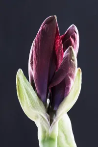 Royal: Amaryllis, Hippeastrum Royal Velvet, Red subject