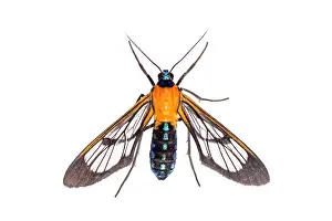 Erebidae: Amata sp. isolated on a white background