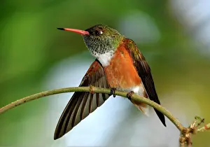 Amazilia: Amazilia Hummingbird (Amazilia amazilia) perched