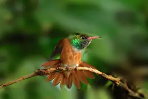 Amazilia: Amazilia Hummingbird controlled conditions