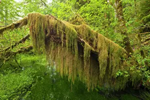 Curtain: Amazing curtain of Oregon Selaginella or Oregon