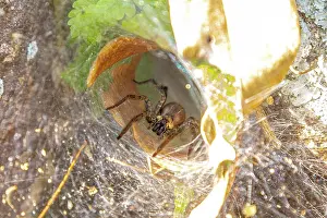 Ruins: Amazing spider web of a large black spider in Co