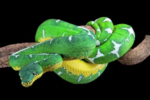 Amazonia: Amazon Basin emerald tree boa (Corallus batesii)