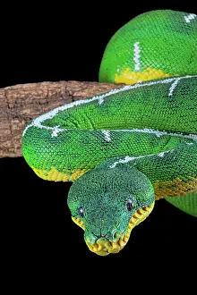 Amazonia: Amazon Basin emerald tree boa (Corallus batesii)