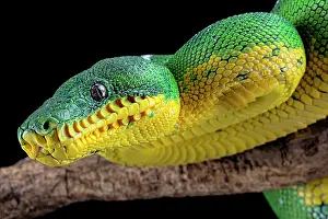 Amazonia: Amazon Basin emerald tree boa (Corallus batesii)