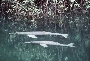 Botos: Amazon / Boto / Pink River DOLPHIN