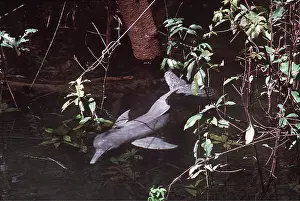 Botos: Amazon / Boto / Pink River DOLPHIN