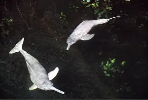 Boto: Amazon / Boto / Pink River DOLPHIN - two
